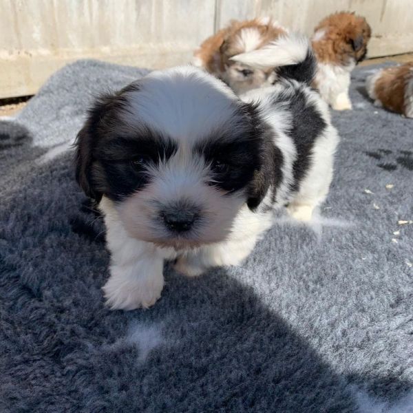 Filhotes de Shih Tzu machos e fêmeas