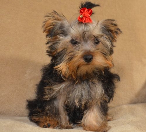 Filhotes yorkshire terrier