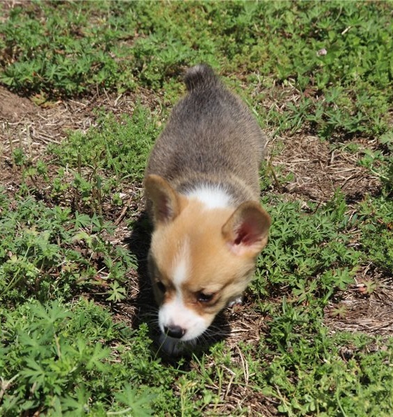Filhotes adoráveis de corgi  para adoção.