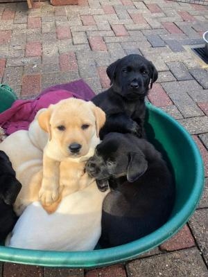 Filhotes de labrador para adoção