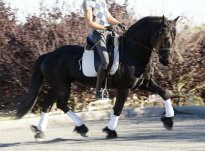Excelente, adestramento, saltos fuga, e frisão prazer