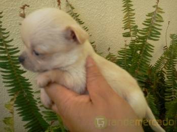 Cristo presente mas  P Chihuahua muito pequenino mini mini de pêlo curto em Lisboa