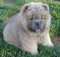 Cachorro de chow chow AKC