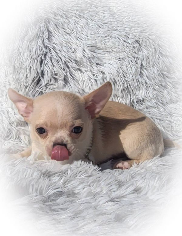 Vendo lindos filhotes de chihuahua