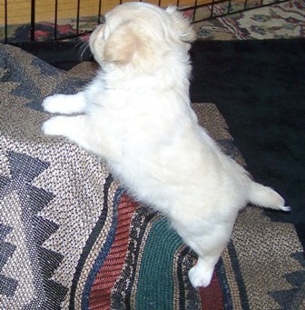 excelente chihuahua cachorrinho agora disponível para sair, entre em contato agora para mais informa