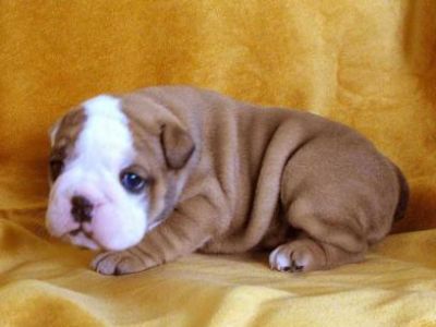 Adorável cão do touro para adoção, zona do geres