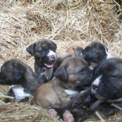 Filhotes Mastiff espanhol à procura de um NUEV