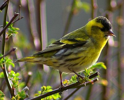 Vendo Lugres (CARDUELIS SPINUS) anilhados nascidos em cativeiro