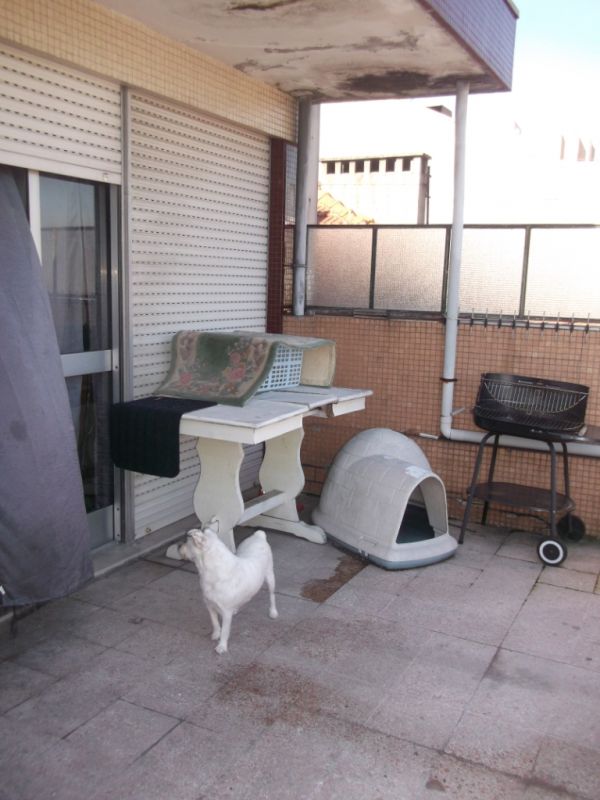 T2 Costa Cabral com terraço