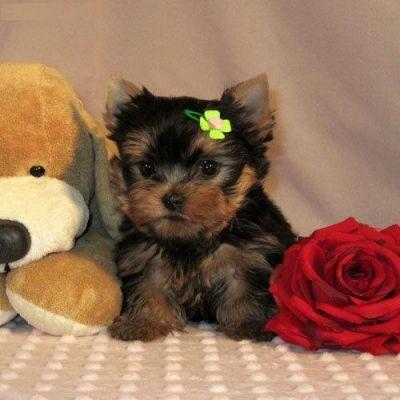 adorable Yorkshire terrier filhotes para adoção