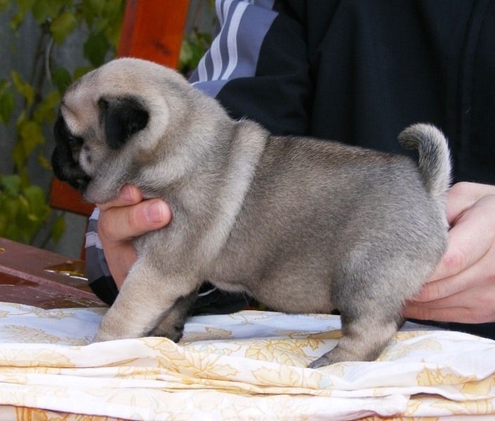 Lindos filhotes de pug