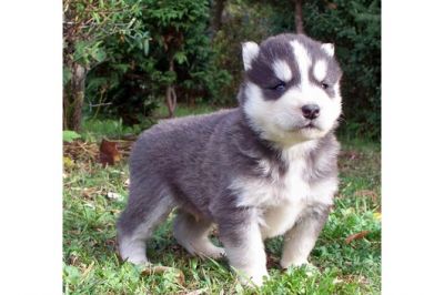Siberian filhotes para adoção