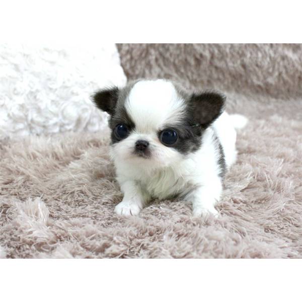 Saudável chihuahua cachorros 