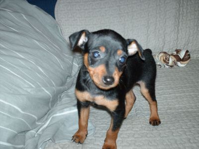 Cachorro Pinsher  anão, preto afogueado