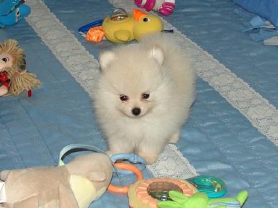 dois-ultimos Pumerania