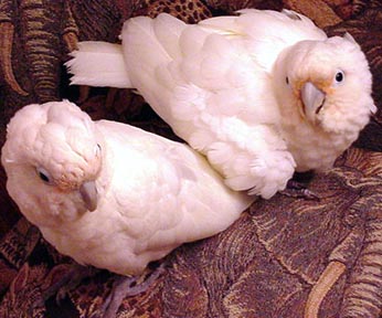 Bebês Goffin cacatua