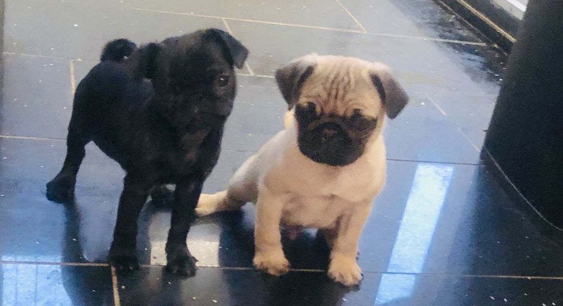 Filhotes de Pug Filhotes de Pug Bonitos