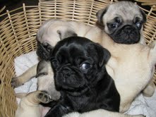 Regalo cachorros pug/carlino para adopcion