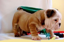  Cachorros Bulldog Inglês