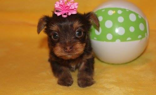 Yorkshire terrier