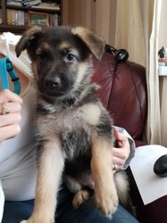 Adoráveis Filhotes de Pastor Alemão