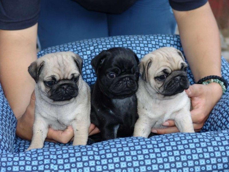 Filhotes de pug / carlino