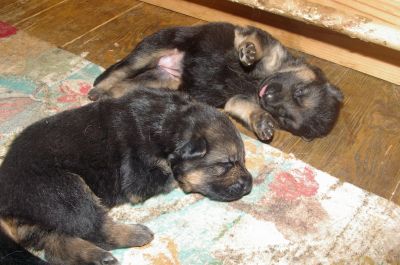 Cães de Pastor Alemão - Vulpos Velox