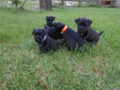 Cachorros patterdale pure