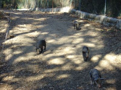 Porco preto (~1 mês de idade)