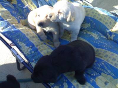 labradores entrega imediata -- exelentes 