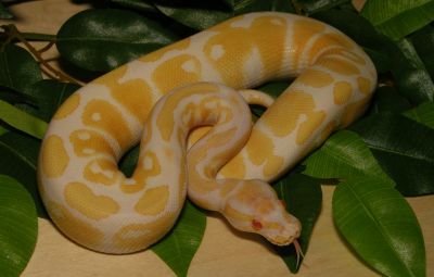 Albino E Ball Pythons Piebald para adopção