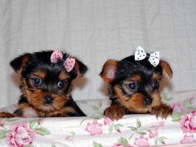  dois cachorros yorkie para adoção 