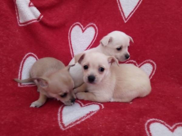 Criamos nossos filhotes de Chihuahua