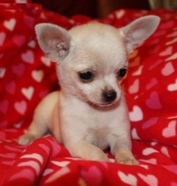  filhotes de cachorro chihuahua precisa de uma nova casa