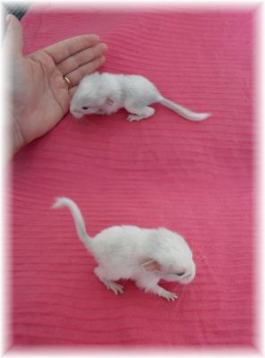 Porquinhos da India de Raça e Chinchilas