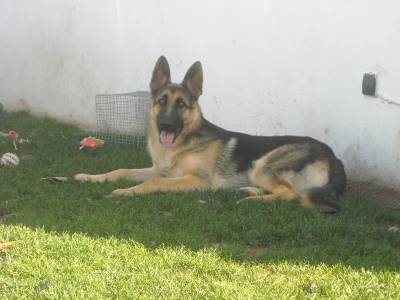 LABRADORES COM PEDIGGRE 