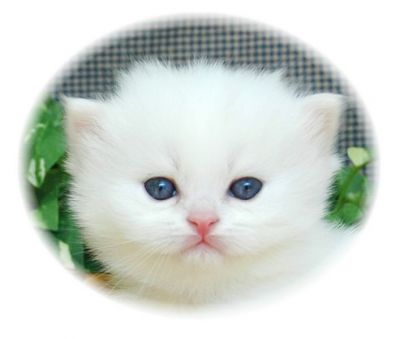 masculino e feminino gatinhos persa