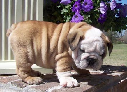 Bulldog Inglés cachorros para la venta.