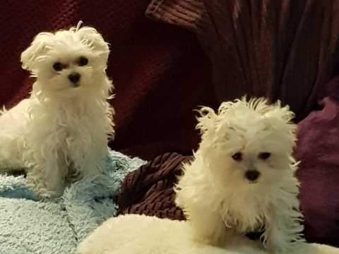 Filhotes Tress Malteses para bons lares