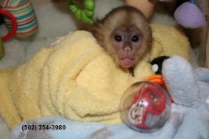Macaco capuchinho Pequeno