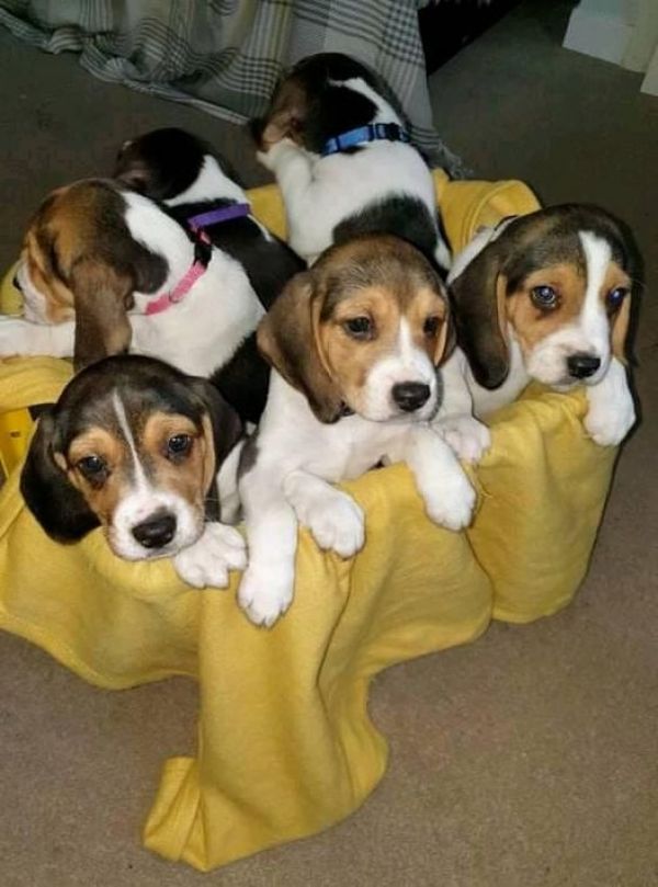 Beagle Puppies Pure Breed