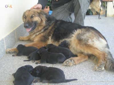 PASTOR ALEMAO DE QUALIDADE - 967888237