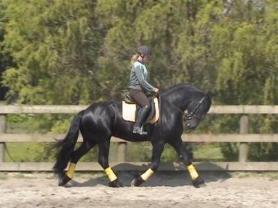 7 Year Friesian Ster lindo velha personalidade muito doce