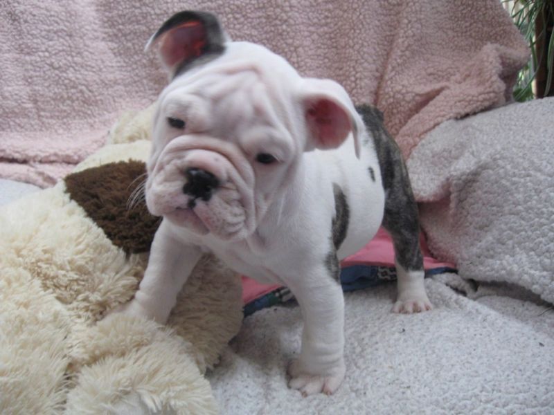 Lindos Buldogues Ingleses Registrados.