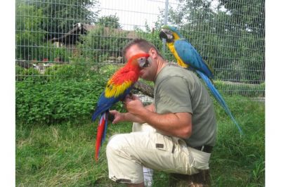 Papagaios falador bem domesticados e ovos férteis papagaio para venda