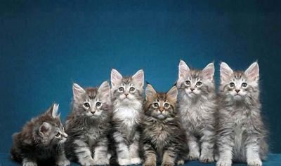 raça pura, os gatinhos Maine Coon