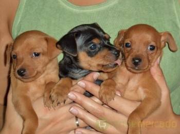Cristo presente mas  Papagaio em Lisboa