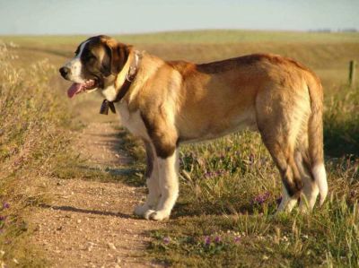 RAFEIRO DO ALENTEJO (Cão de Guarda)