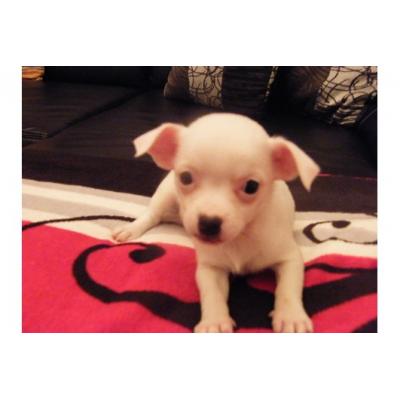 ??? Super pequeno cachorro Chihuahua???