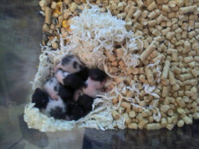 Hamsters Russos e Sírios (Pandas)